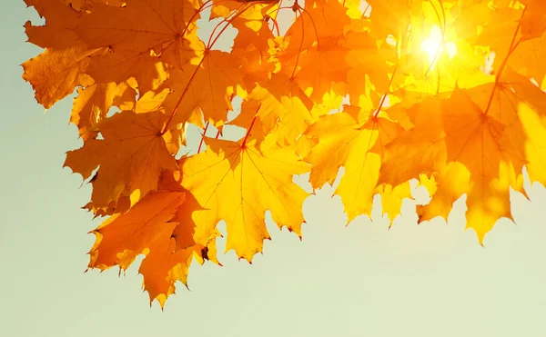 Gökte ve güneşte sonbahar yaprakları