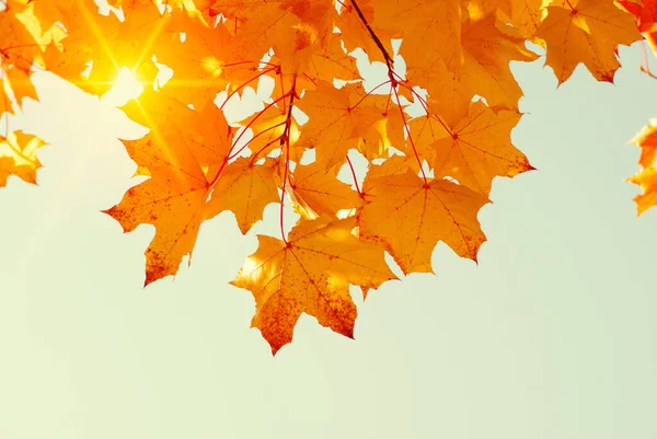 Herbstliche Blätter Himmel Und Sonne — Stockfoto