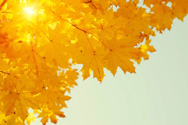 Gökte ve güneşte sonbahar yaprakları