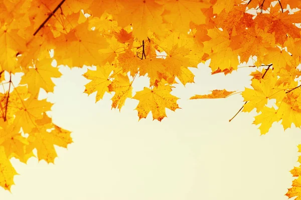 Gökte ve güneşte sonbahar yaprakları