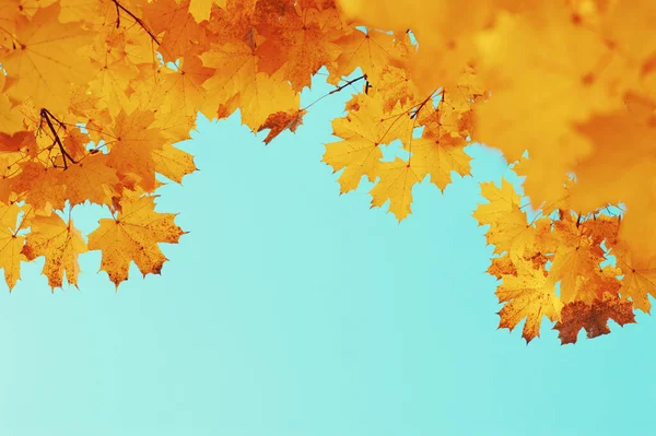 Gökte ve güneşte sonbahar yaprakları