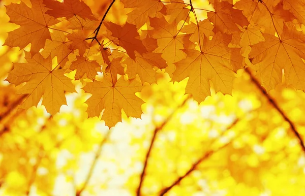  Bulanık doğa arka planında sonbahar yaprakları. Sığ odaklanma. Düştü..