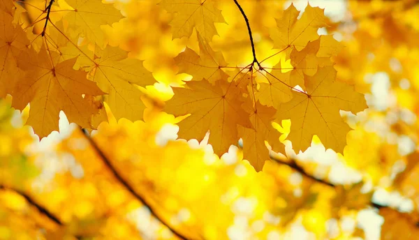 Güneşte sonbahar yaprakları. Sonbahar bulanık arkaplanı.