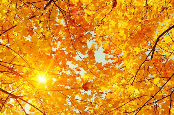 Autumn Leaves Sun Fall Blurred Background — Stock Photo, Image