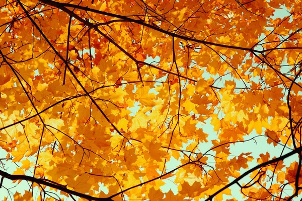 Podzimní Listí Slunci Rozmazané Pozadí Pádu — Stock fotografie