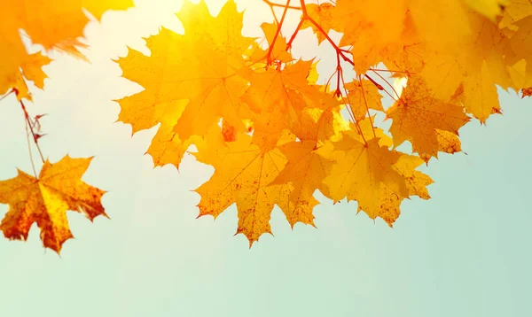 Güneşte sonbahar yaprakları. Sonbahar bulanık arkaplanı.