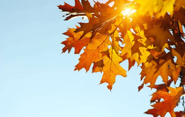 Otoño Sol Fondo Borroso Caída — Foto de Stock