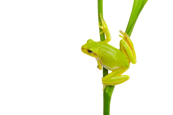 Boomkikker Zittend Een Groene Plant Geïsoleerd Witte Achtergrond — Stockfoto