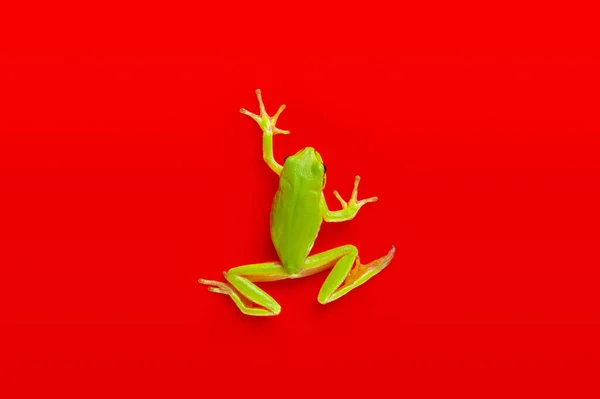 Zelená Strom Žába Izolované Červeném Pozadí — Stock fotografie