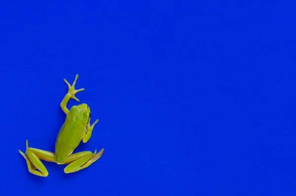 Rana Arbórea Verde Aislada Sobre Fondo Azul —  Fotos de Stock