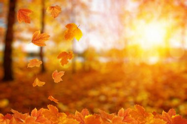 Güneşte sonbahar yaprakları. Sonbahar bulanık arkaplanı.