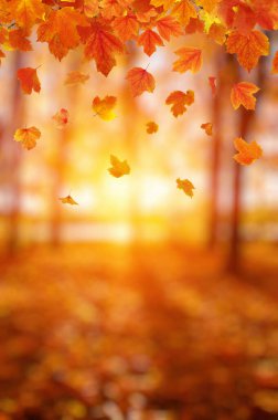 Güneşte sonbahar yaprakları. Sonbahar bulanık arkaplanı.