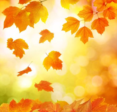 Güneşte sonbahar yaprakları. Sonbahar bulanık arkaplanı.