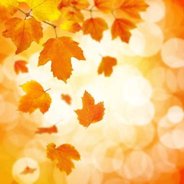 Güneşte sonbahar yaprakları. Sonbahar bulanık arkaplanı.