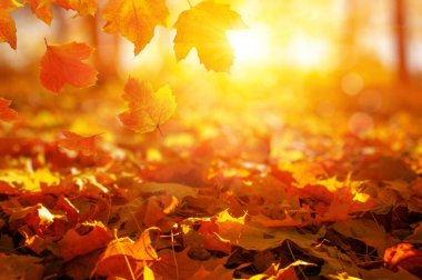 Güneşte sonbahar yaprakları. Sonbahar bulanık arkaplanı.