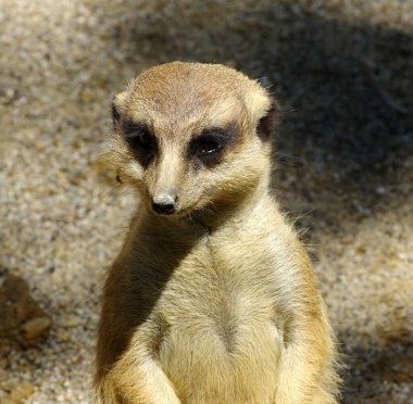 Meercat kumsalda .