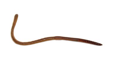 Beyaz arkaplandaki hayvan toprak solucanı. 