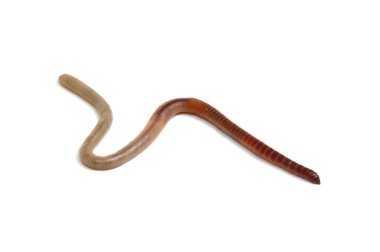 Beyaz arkaplandaki hayvan toprak solucanı. 