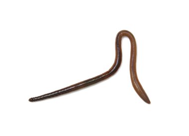 Beyaz arkaplandaki hayvan toprak solucanı. 