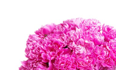 Pembe şakayık beyaz arkaplanda izole edilmiş