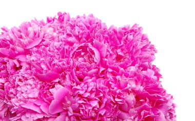 Pembe şakayık beyaz arkaplanda izole edilmiş