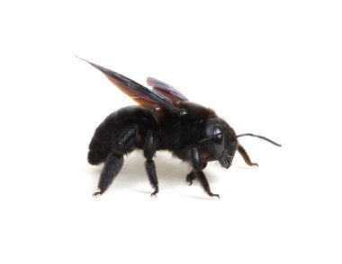 Bumblebee - Beyaz arkaplanda izole edilmiş Xylocopa ihlali