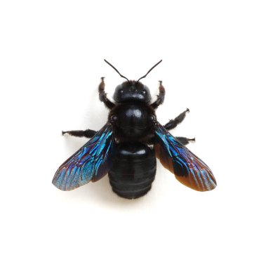 Bumblebee - Beyaz arkaplanda izole edilmiş Xylocopa ihlali