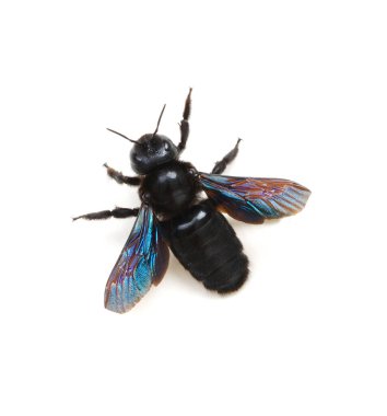 Bumblebee - Beyaz arkaplanda izole edilmiş Xylocopa ihlali