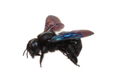 Beyaz arka planda siyah yaban arısı izole edilmiş.