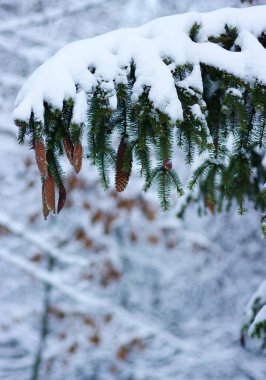Kışın karla kaplı ladin dalları