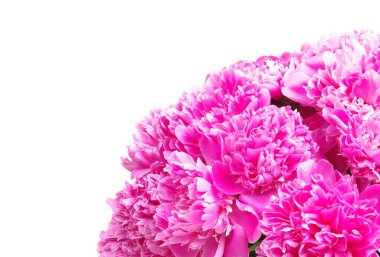 Pembe şakayık beyaz arkaplanda izole edilmiş