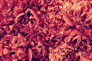 Bahar çiçeklerinin makro 'su, soyut çiçek arkaplanı