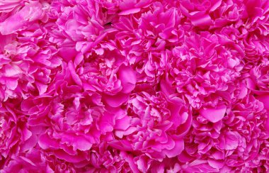 Güzel pembe şakayık çiçeği arka planı