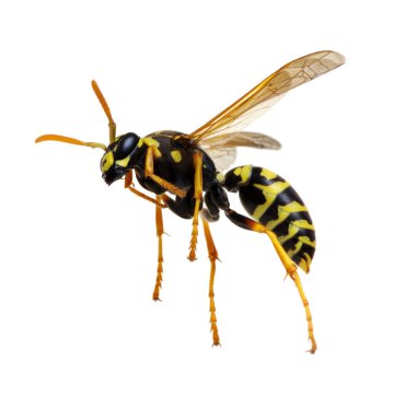 Beyaz arkaplanda yaban arısı izole