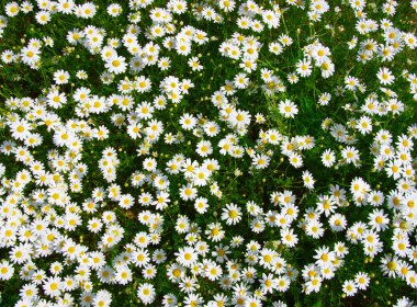 Yeşil alanda beyaz papatyalar