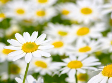 Yeşil alanda beyaz papatyalar