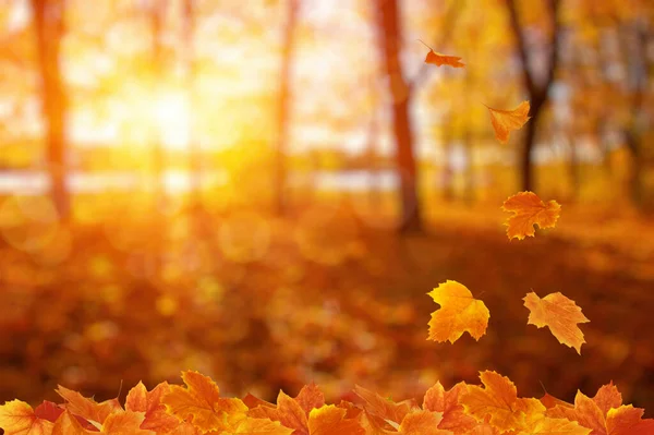 Foglie Autunno Sul Sole Caduta Sfondo Sfocato — Foto Stock