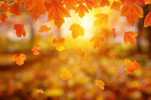 Herfst Bladeren Zon Val Wazig Achtergrond — Stockfoto