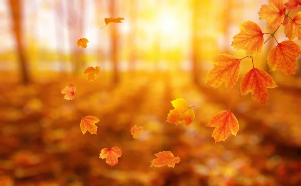 Autumn Leaves Sun Fall Blurred Background — Stock Photo, Image