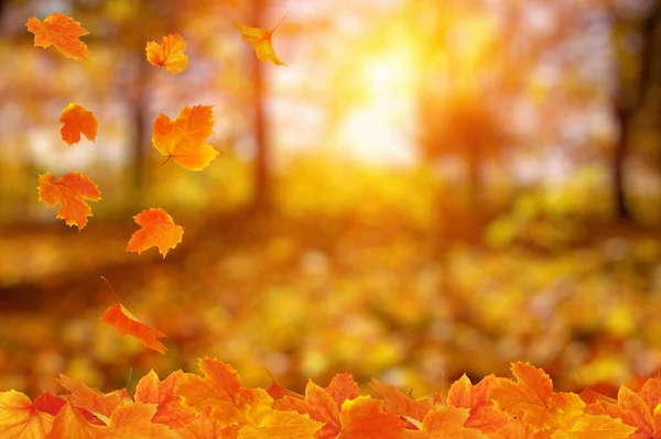 Folhas Outono Sol Queda Desfocada Fundo — Fotografia de Stock