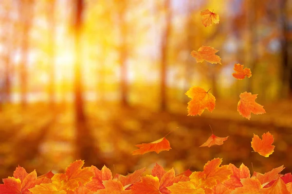 Der Herbst Blättert Der Sonne Verwischter Hintergrund — Stockfoto