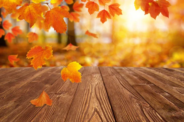 Der Herbst Blättert Der Sonne Verwischter Hintergrund — Stockfoto