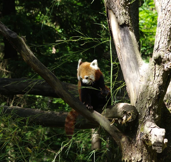 Kis Vörös Panda Pihen Egy Fán — Stock Fotó