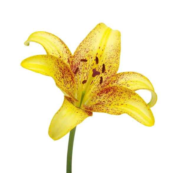 白色背景上的黄色百合花 — 图库照片
