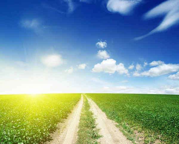Yeşil Tarlada Yol Bulutlu Mavi Gökyüzü — Stok fotoğraf
