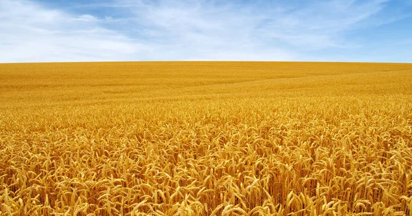 Zlaté Pšeničné Pole Modrou Oblohou Pozadí — Stock fotografie