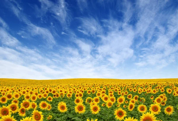 Campo Girasoles Cielo Fondo — Foto de Stock