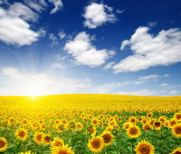 Feld Aus Sonnenblumen Und Sonne — Stockfoto