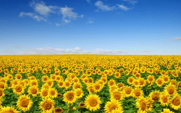 Sunflowers Field Sky Background — Stock Photo, Image