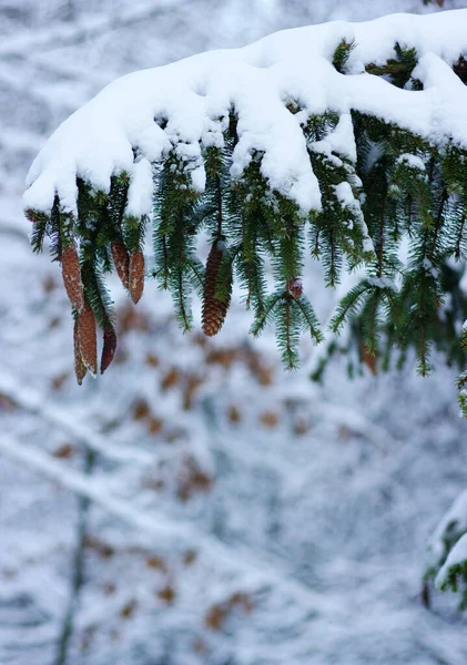 Kışın karla kaplı ladin dalları
